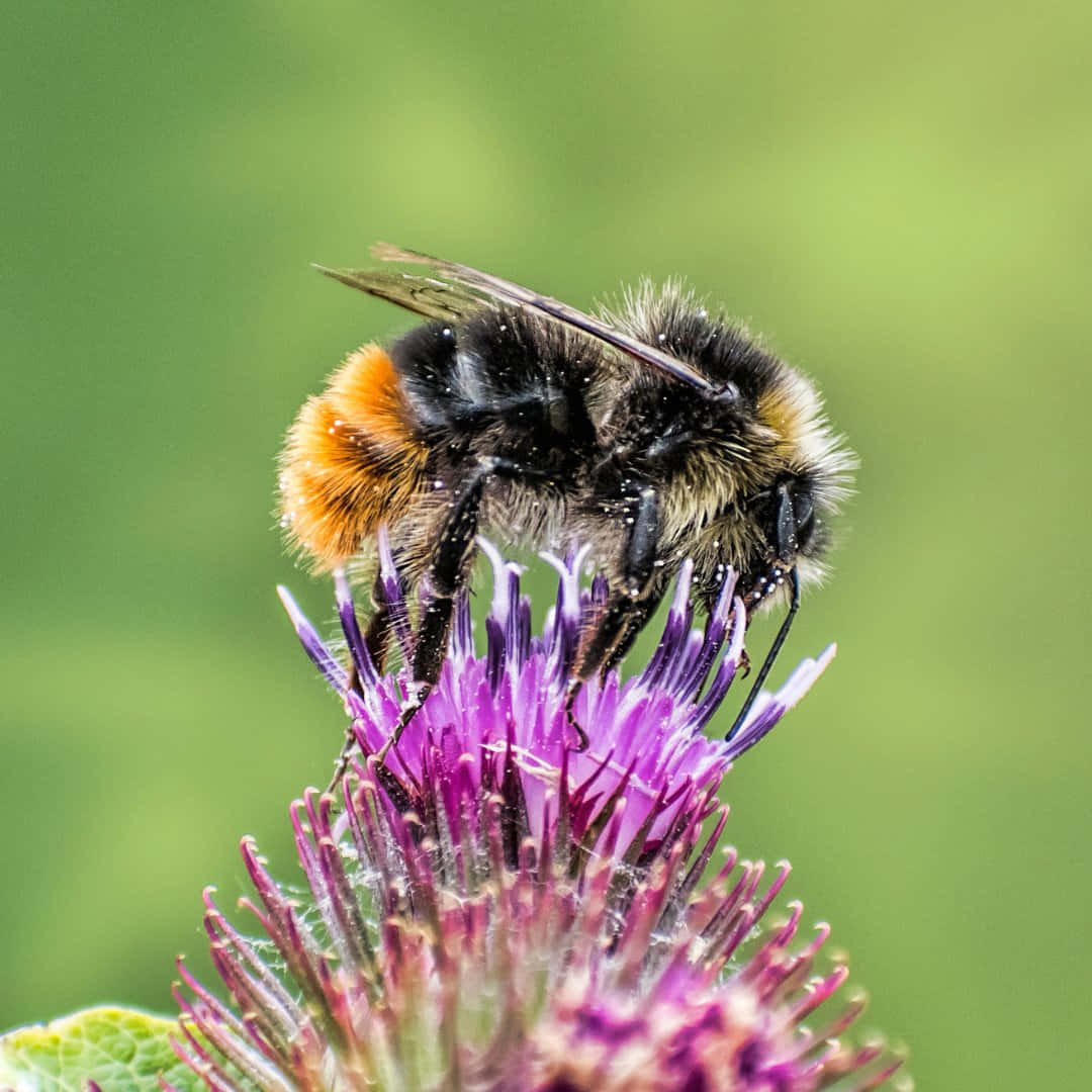 Redtailed Bumblebeeon Thistle Wallpaper