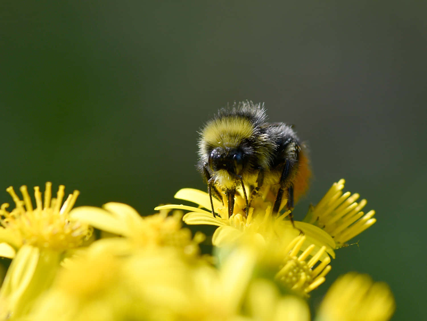 Redtailed Bumblebeeon Yellow Flower Wallpaper