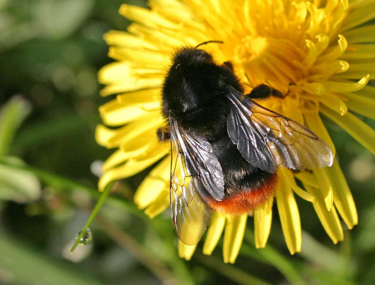 Redtailed Bumblebeeon Yellow Flower.jpg Wallpaper