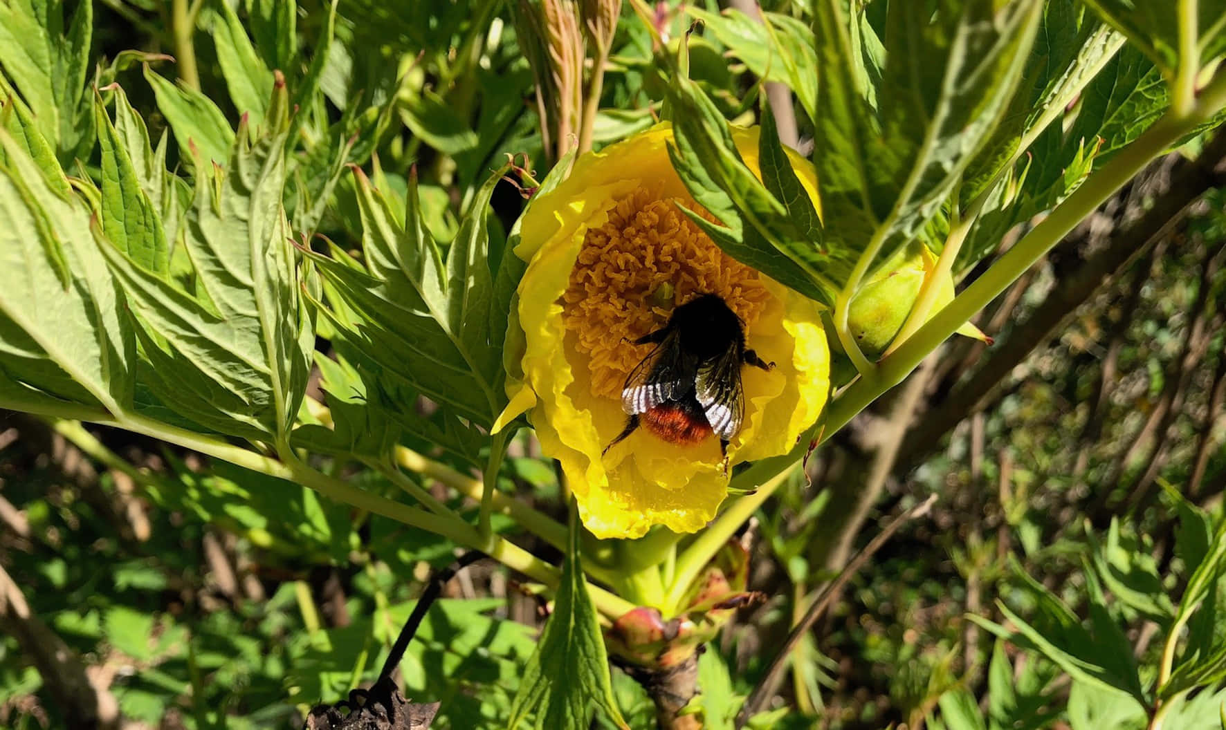 Redtailed Bumblebeeon Yellow Flower Wallpaper