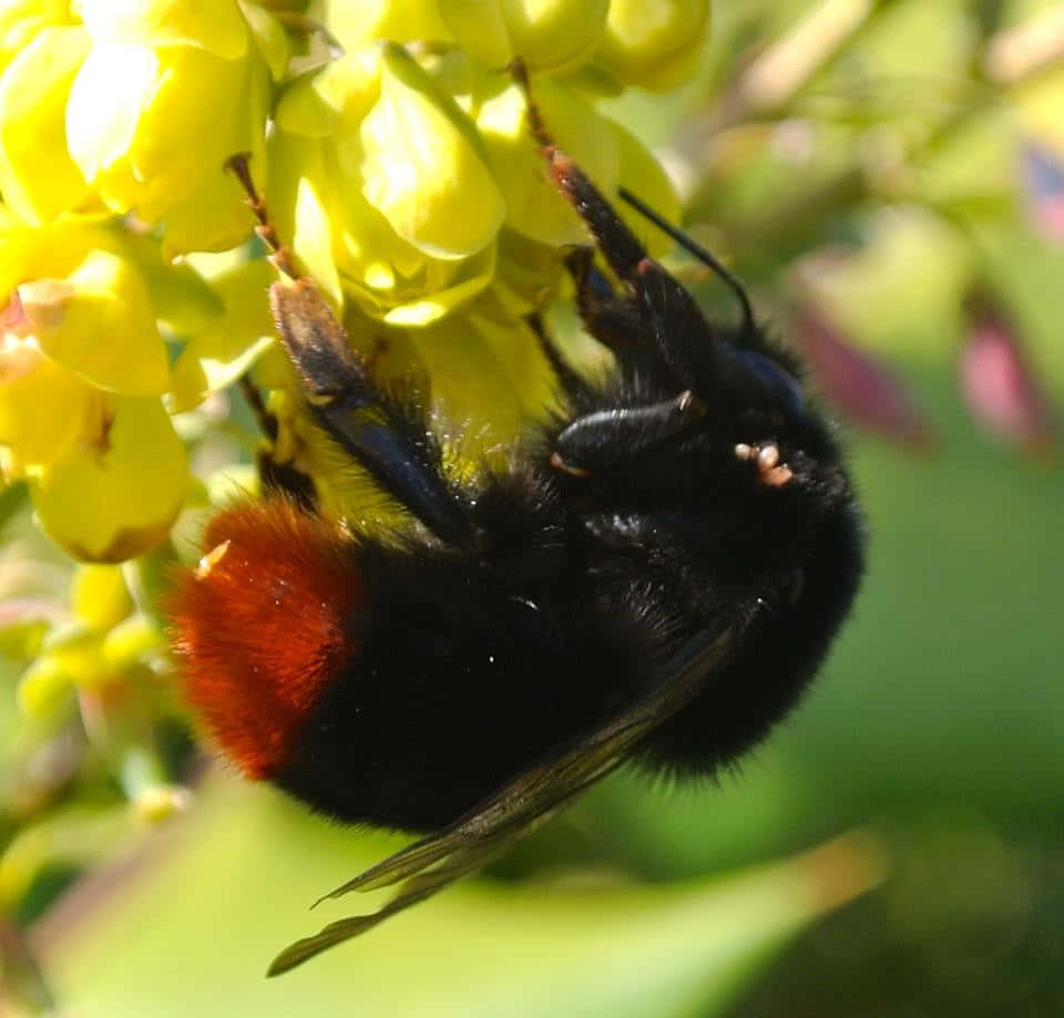 Redtailed Bumblebeeon Yellow Flowers Wallpaper