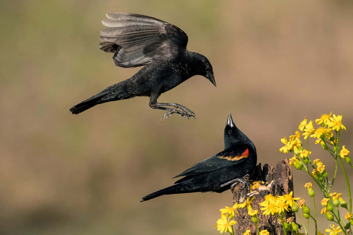 Redwing_ Blackbird_ Midflight_ Encounter.jpg Wallpaper