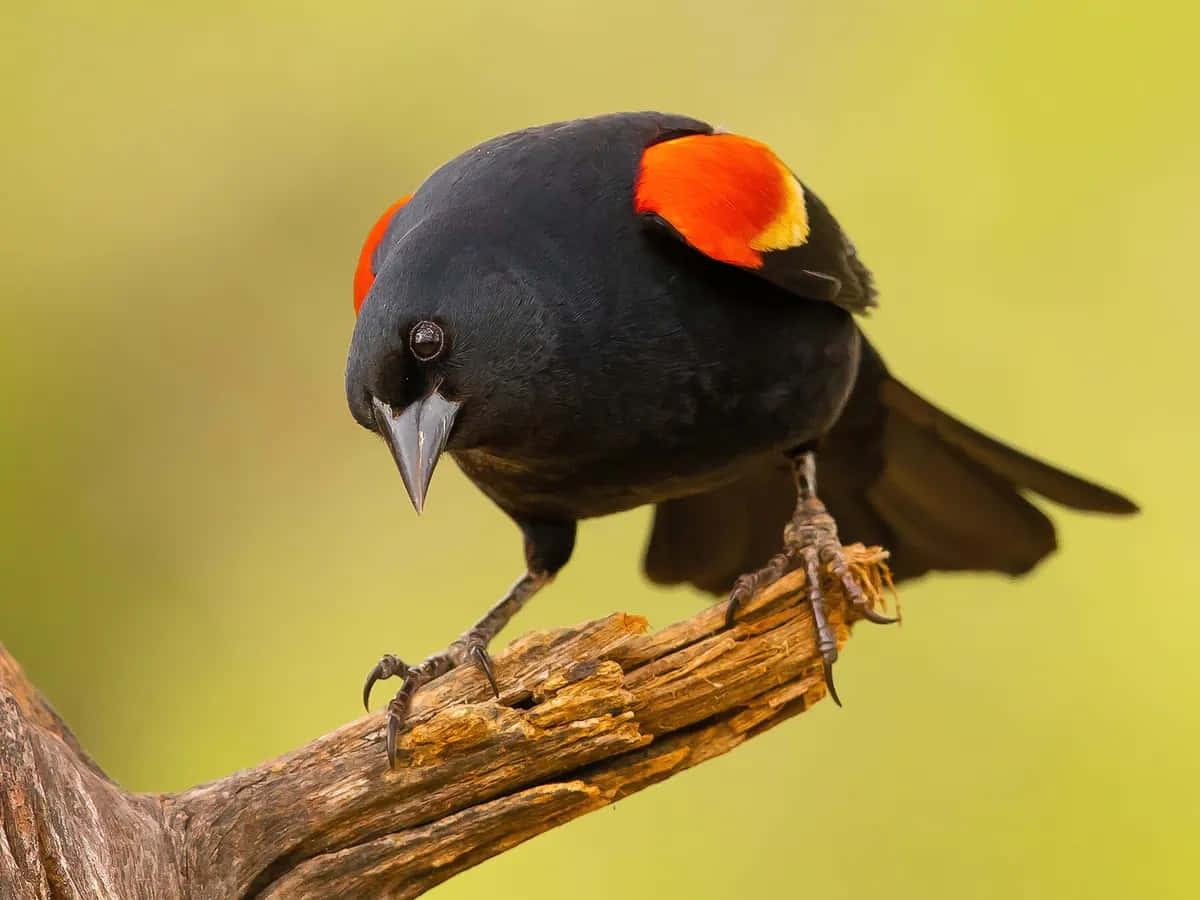 Redwing_ Blackbird_ Perched_on_ Branch.jpg Wallpaper