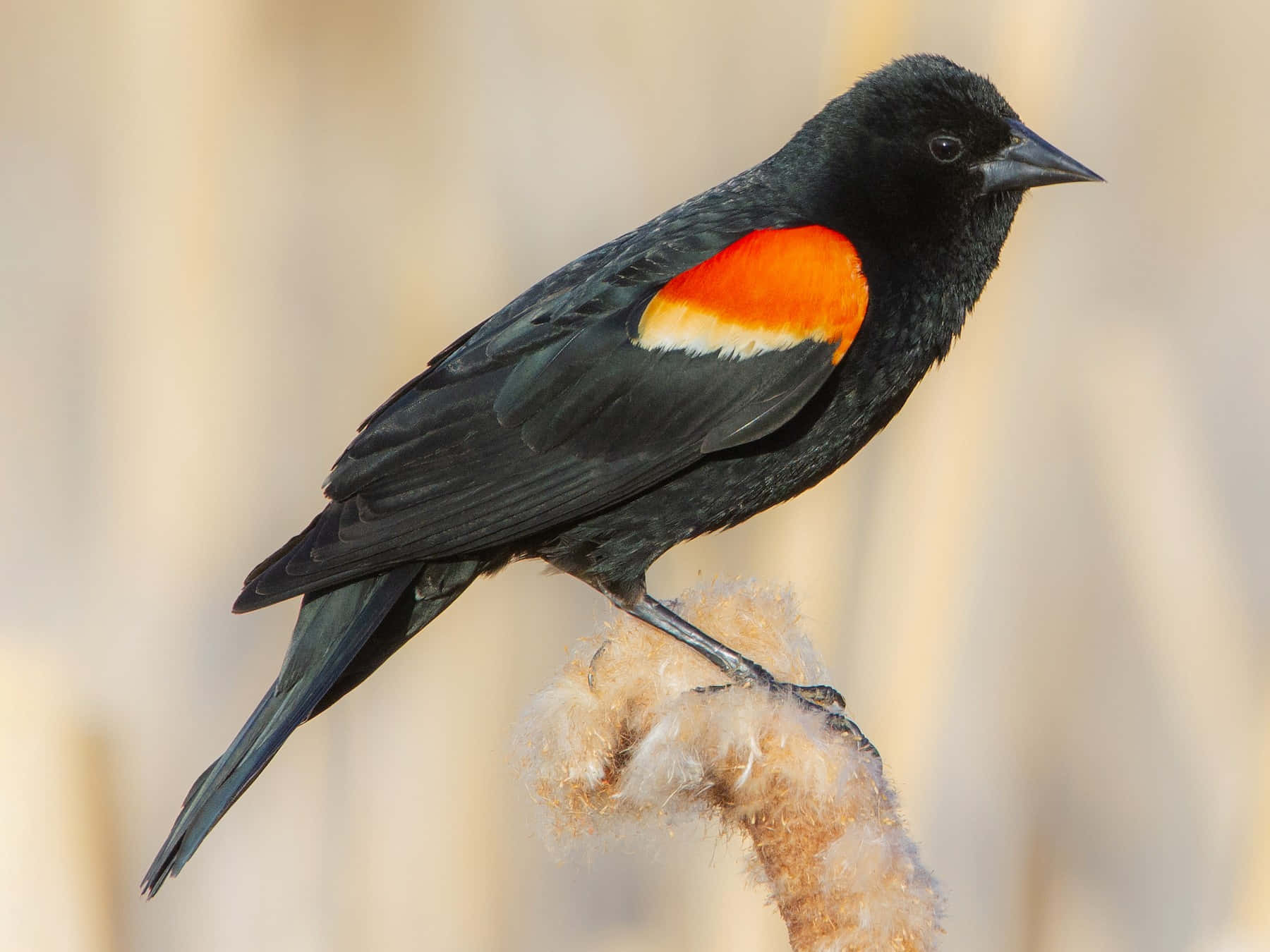 Redwing_ Blackbird_ Perched_on_ Reed.jpg Wallpaper