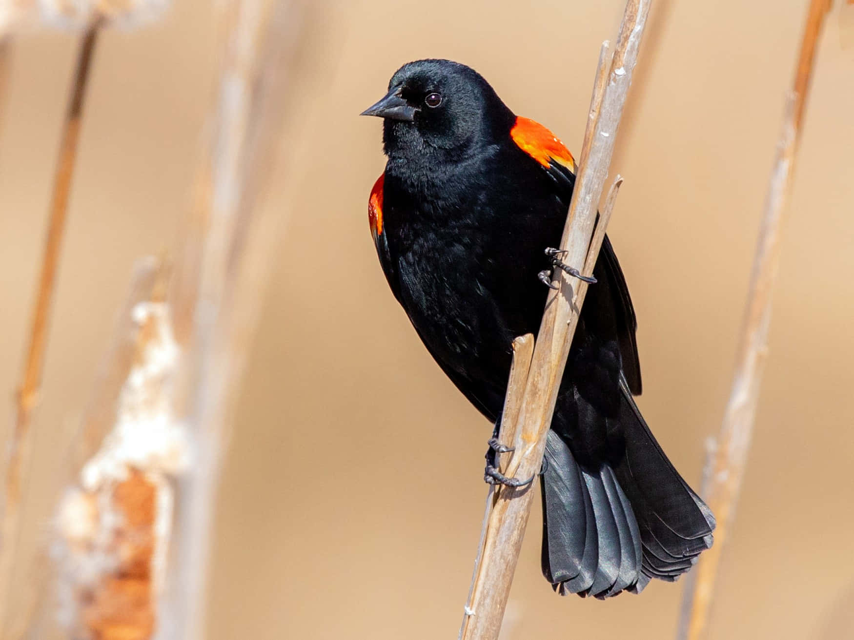 Redwing_ Blackbird_ Perched_on_ Reed.jpg Wallpaper