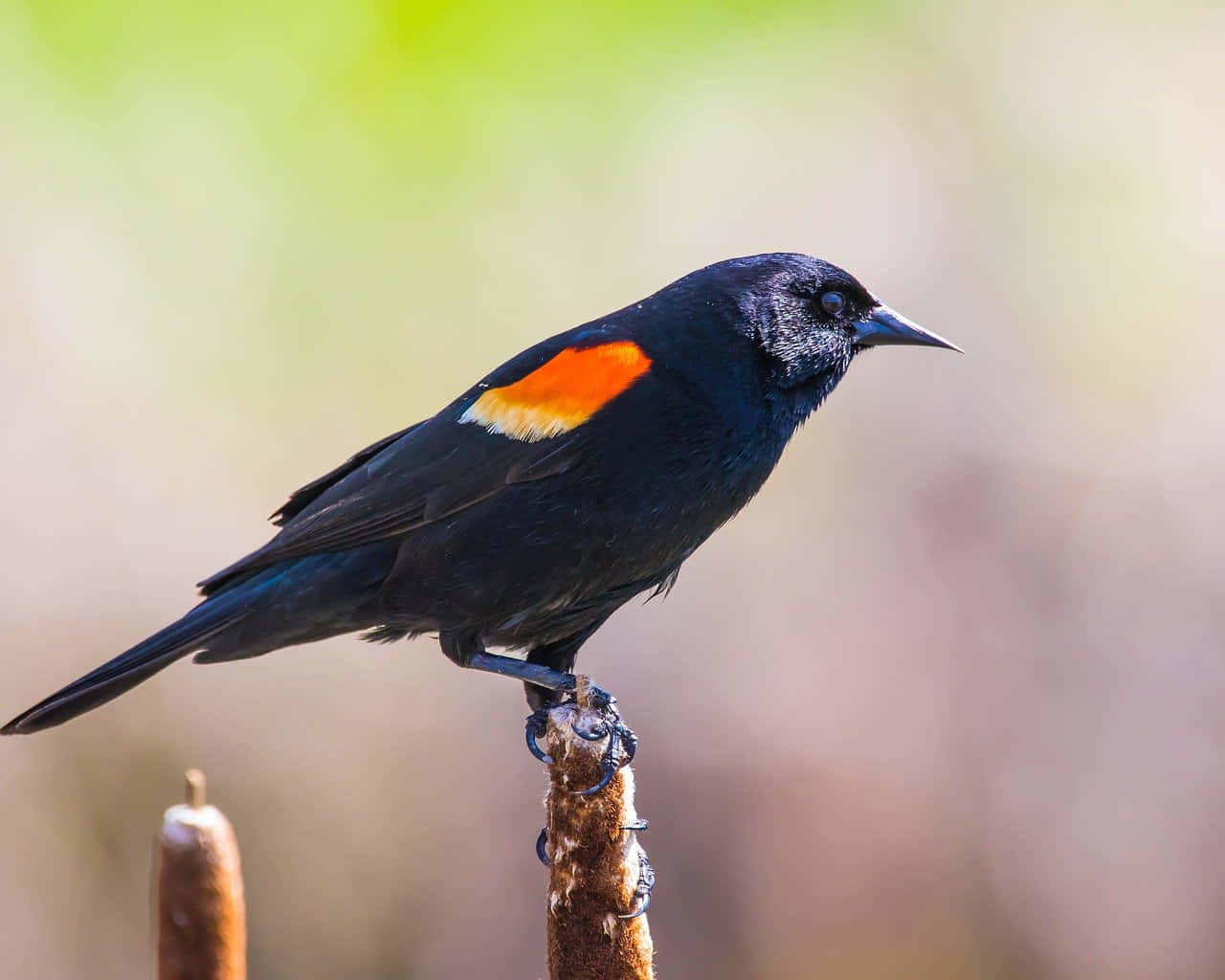 Redwing_ Blackbird_ Perched Wallpaper