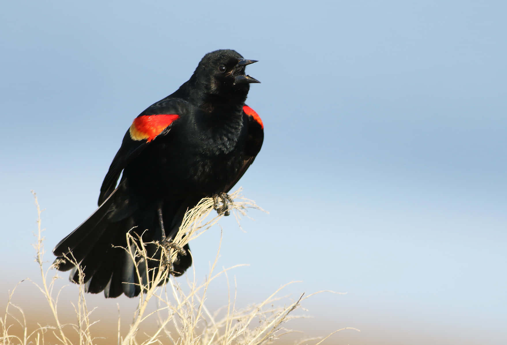 Redwing Blackbird Perched Wallpaper