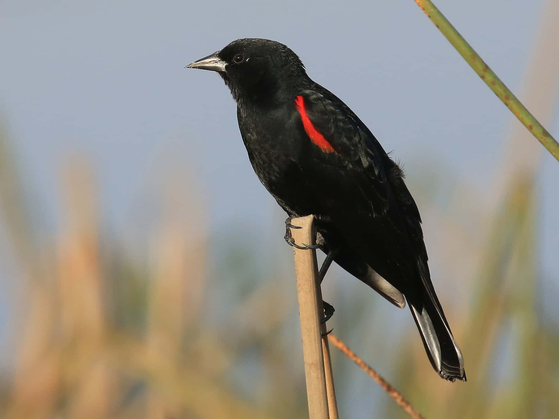 Redwing_ Blackbird_ Perched Wallpaper