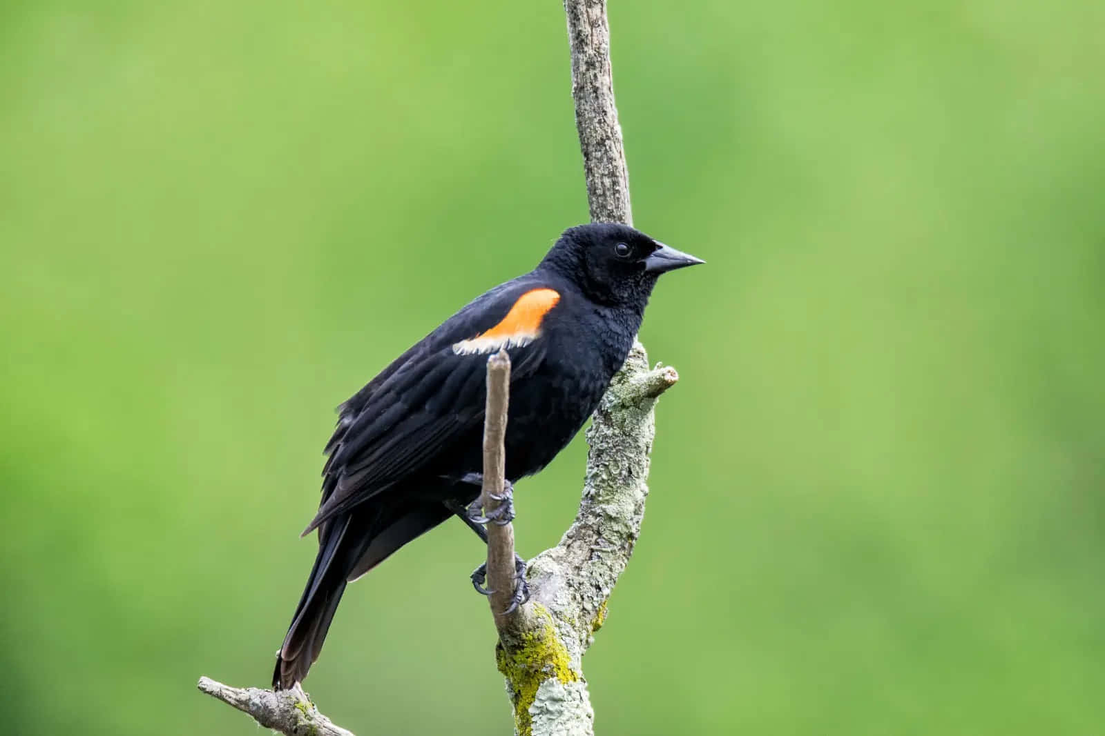 Redwing Blackbird Perchedon Branch Wallpaper