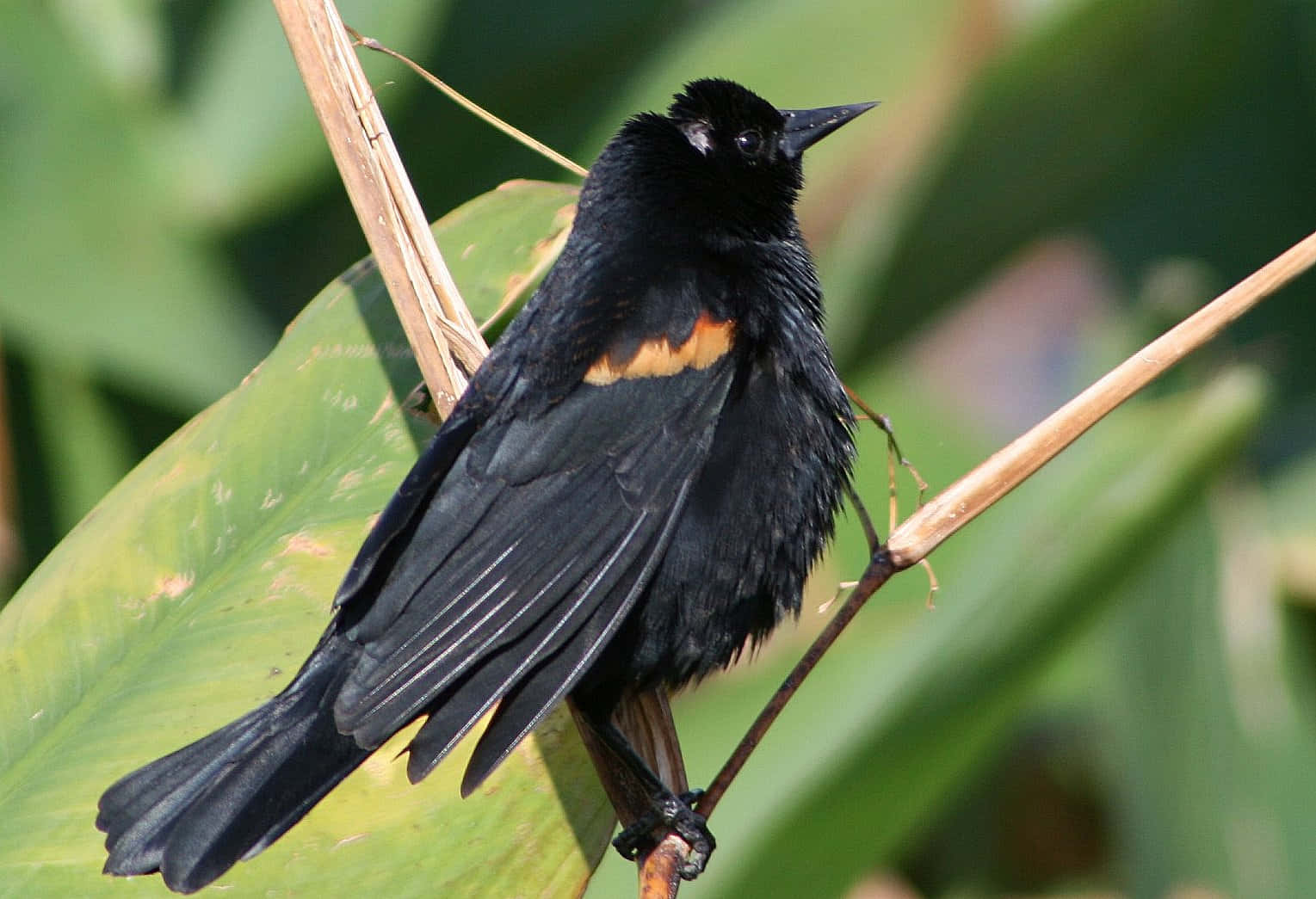 Redwing Blackbird Perchedon Greenery Wallpaper