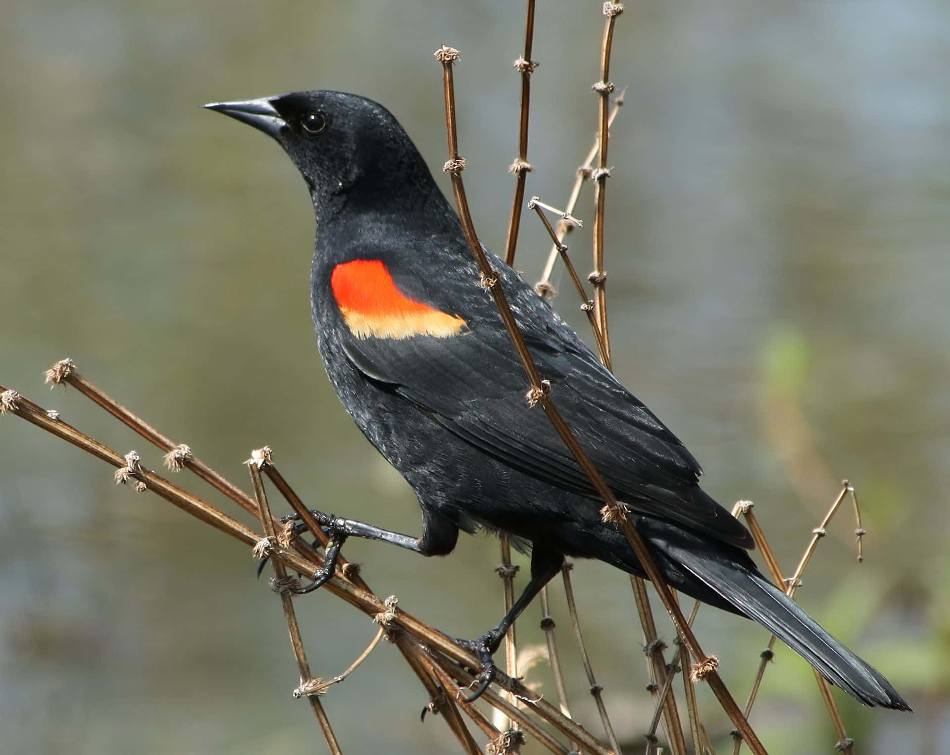 Redwing Blackbird Perchedon Reeds Wallpaper