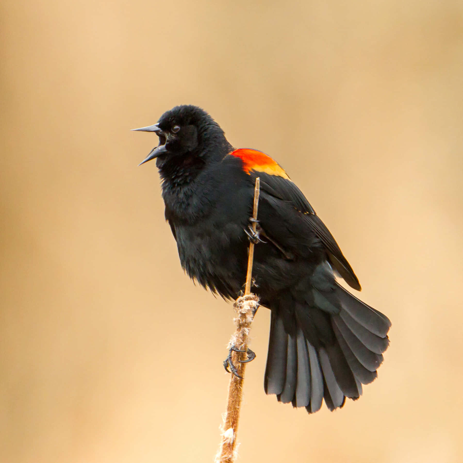 Redwing_ Blackbird_ Singing_on_ Perch.jpg Wallpaper