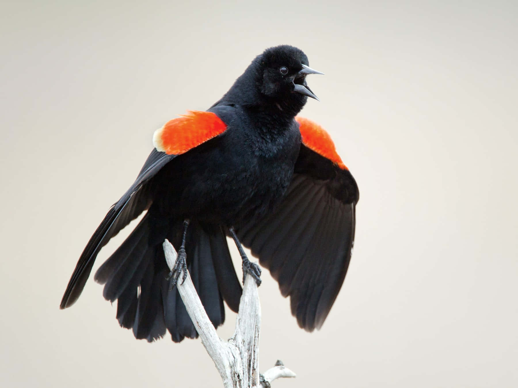 Redwing Blackbird Singingon Branch.jpg Wallpaper