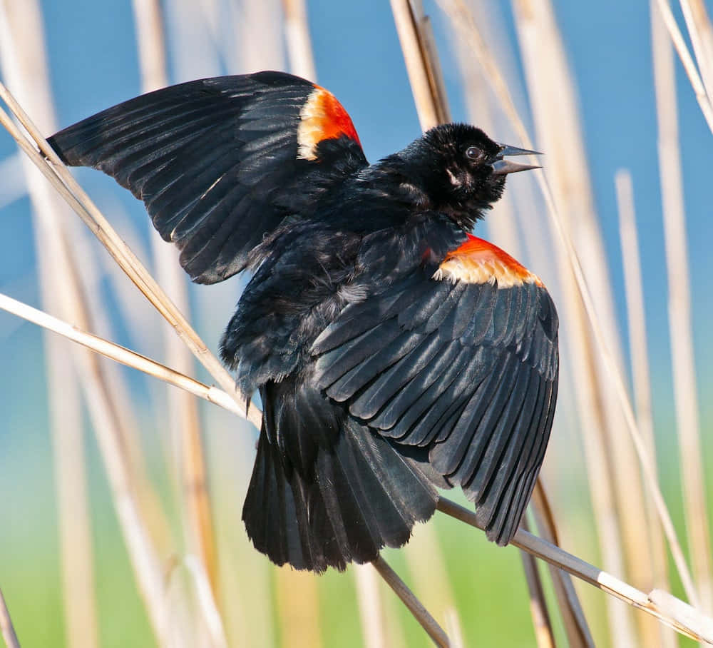 Redwing_ Blackbird_ Spreading_ Wings Wallpaper