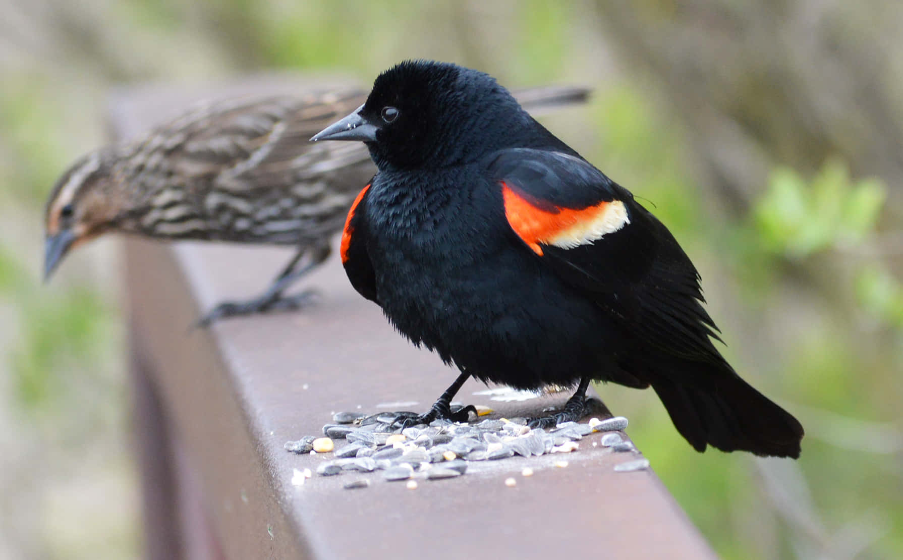 Redwing_ Blackbird_with_ Seeds.jpg Wallpaper