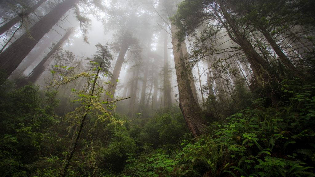 Redwood National Park 4k Desktop Wallpaper