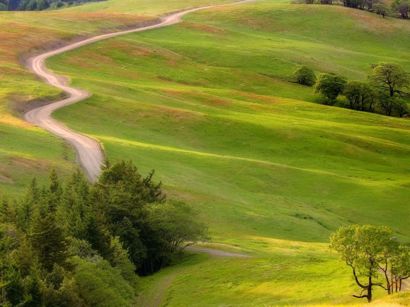 Redwood National Park Bald Hills Road Wallpaper