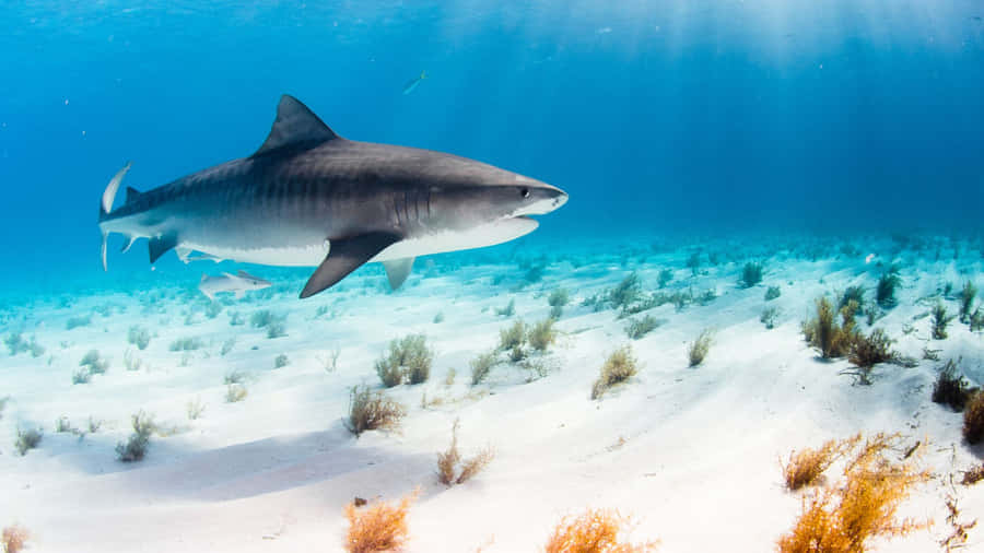 Reef Shark Swimming Over Seabed Wallpaper