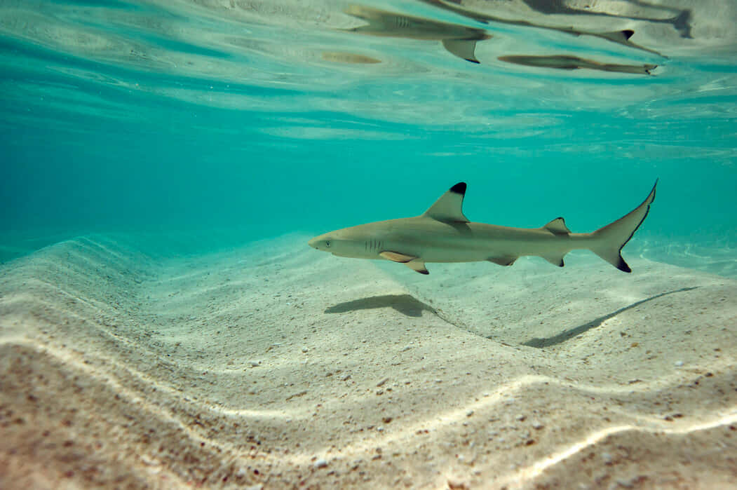 Reef Shark Swimming Underwater Wallpaper