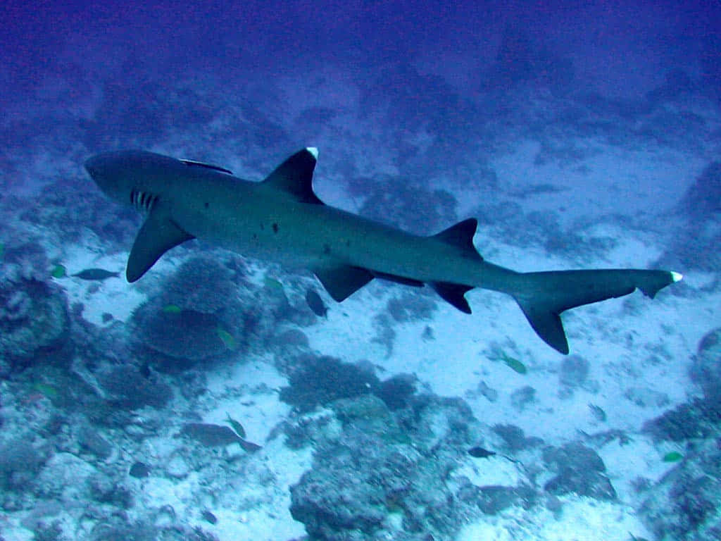 Reef Shark Swimming Underwater.jpg Wallpaper