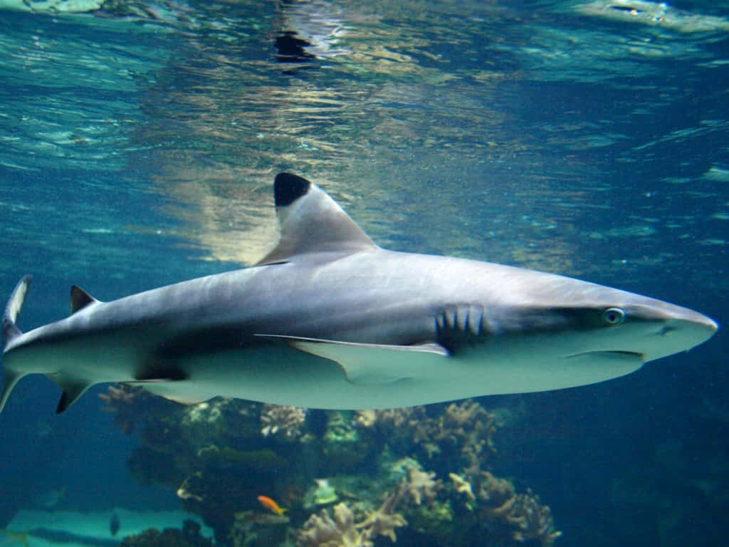 Reef Shark Swimming Underwater.jpg Wallpaper