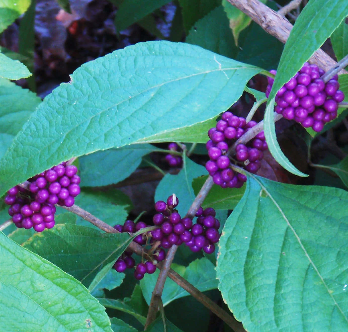 Refreshing Cluster Of Purple Berries Wallpaper