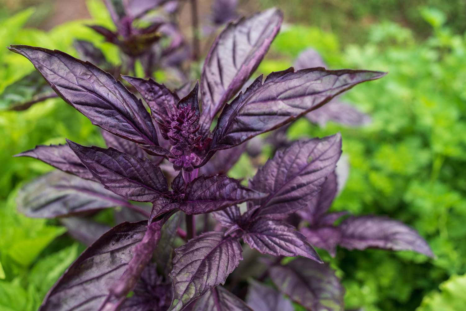 Refreshing On The Palate—purple Basil Wallpaper