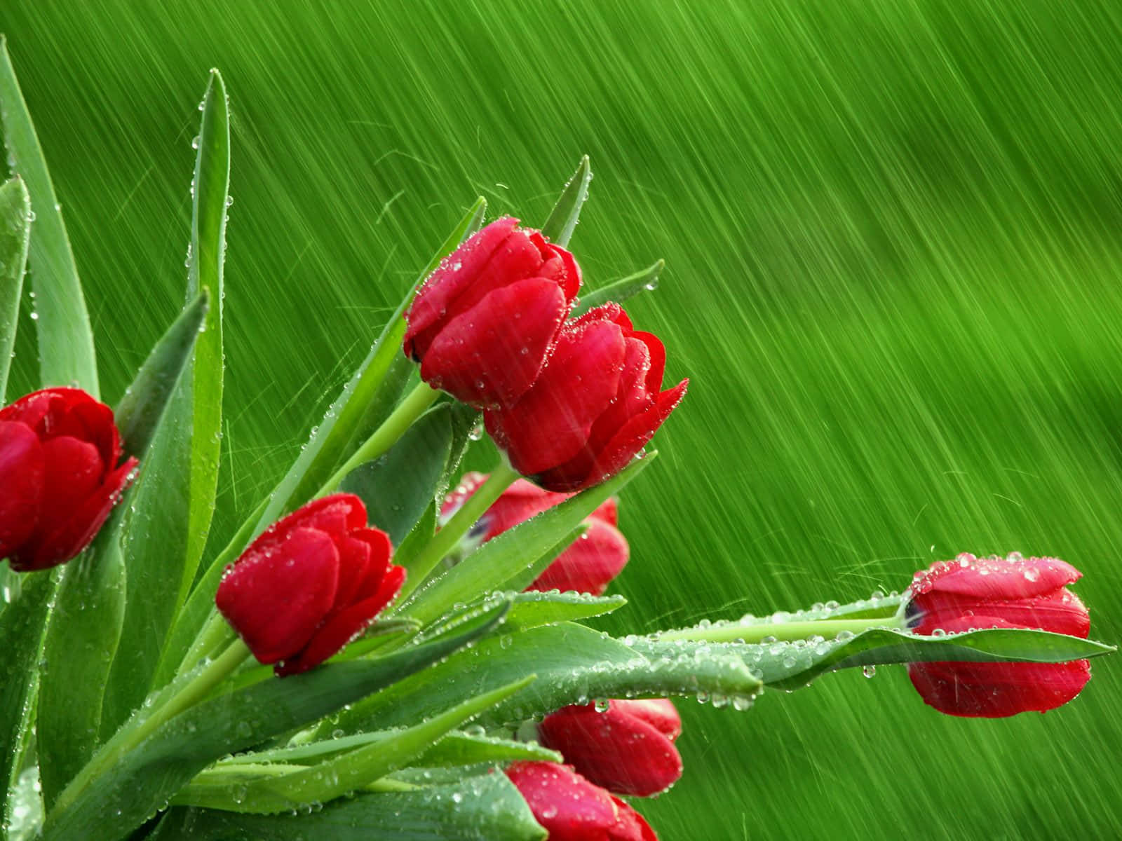 Refreshing Spring Showers Wallpaper