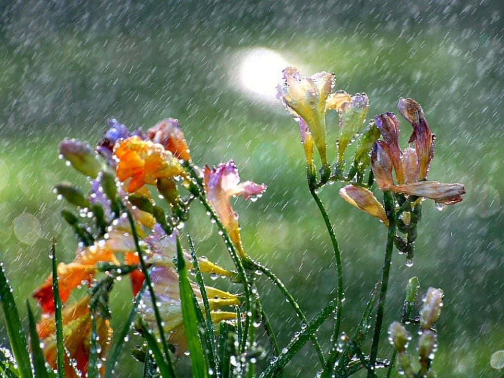 Refreshing Spring Showers Wallpaper