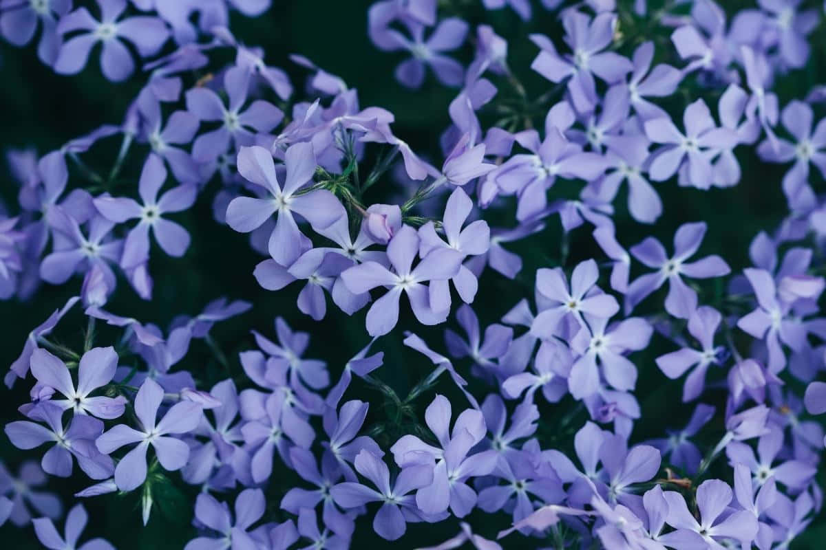 Refreshingly Colourful Periwinkle Blue Wallpaper