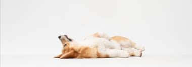 Relaxed Corgi Lying Down Wallpaper