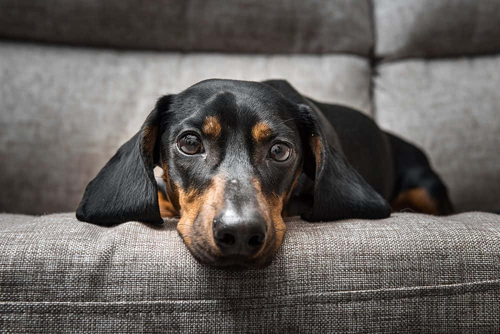 Relaxed Dachshund Enjoying A Beautiful Day Wallpaper