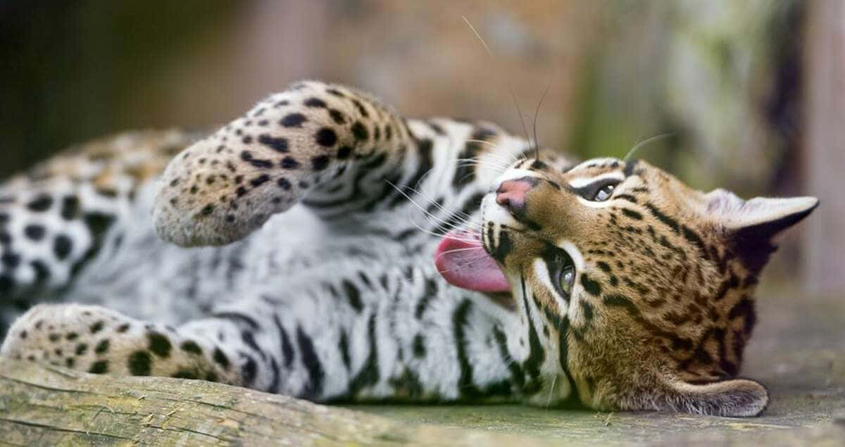 Relaxed Ocelot Grooming.jpg Wallpaper