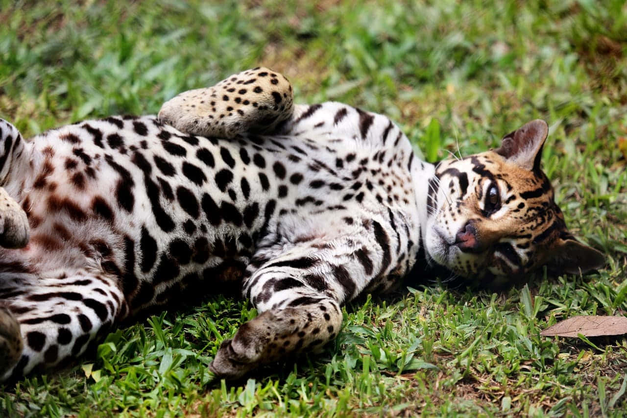 Relaxed Ocelot Lying Grass.jpg Wallpaper