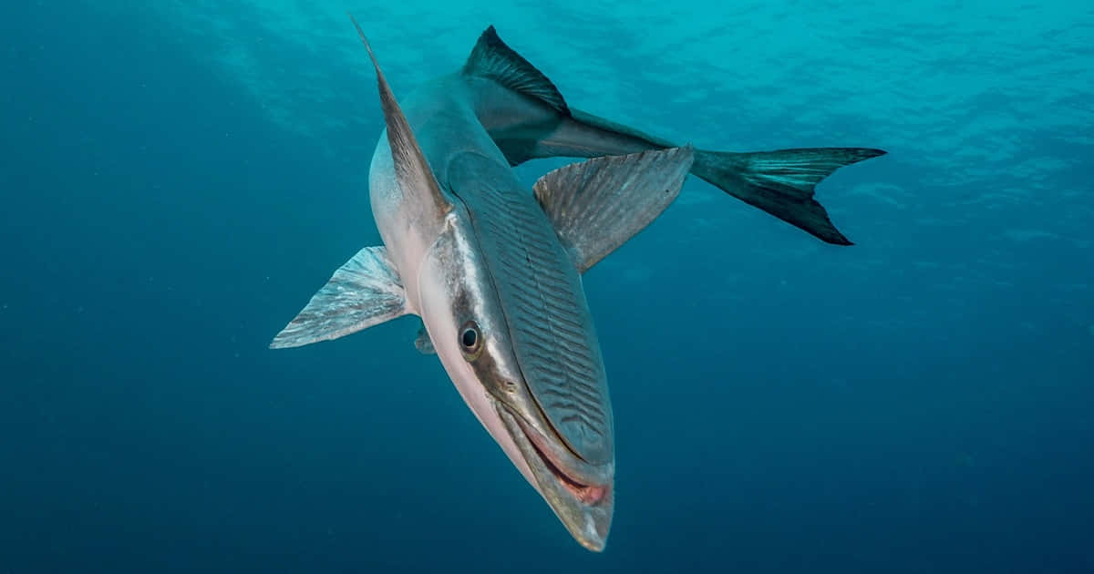 Remora Attachedto Shark Underwater Wallpaper