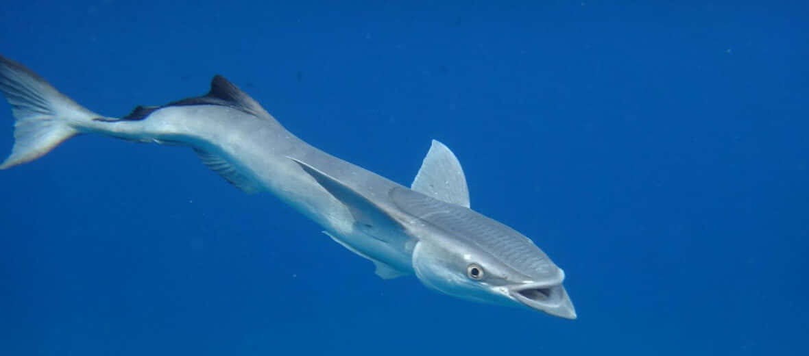 Remora Fish Attached To Shark Underwater.jpg Wallpaper