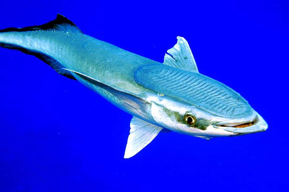 Remora Fish Blue Ocean Background Wallpaper