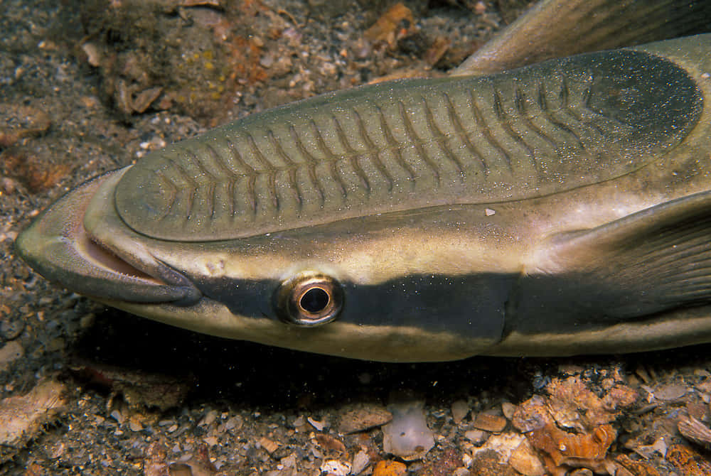 Remora Fish Closeup Underwater.jpg Wallpaper