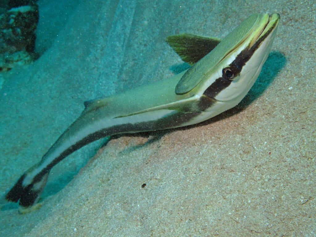 Remora Fish Swimming Over Sandy Seabed Wallpaper