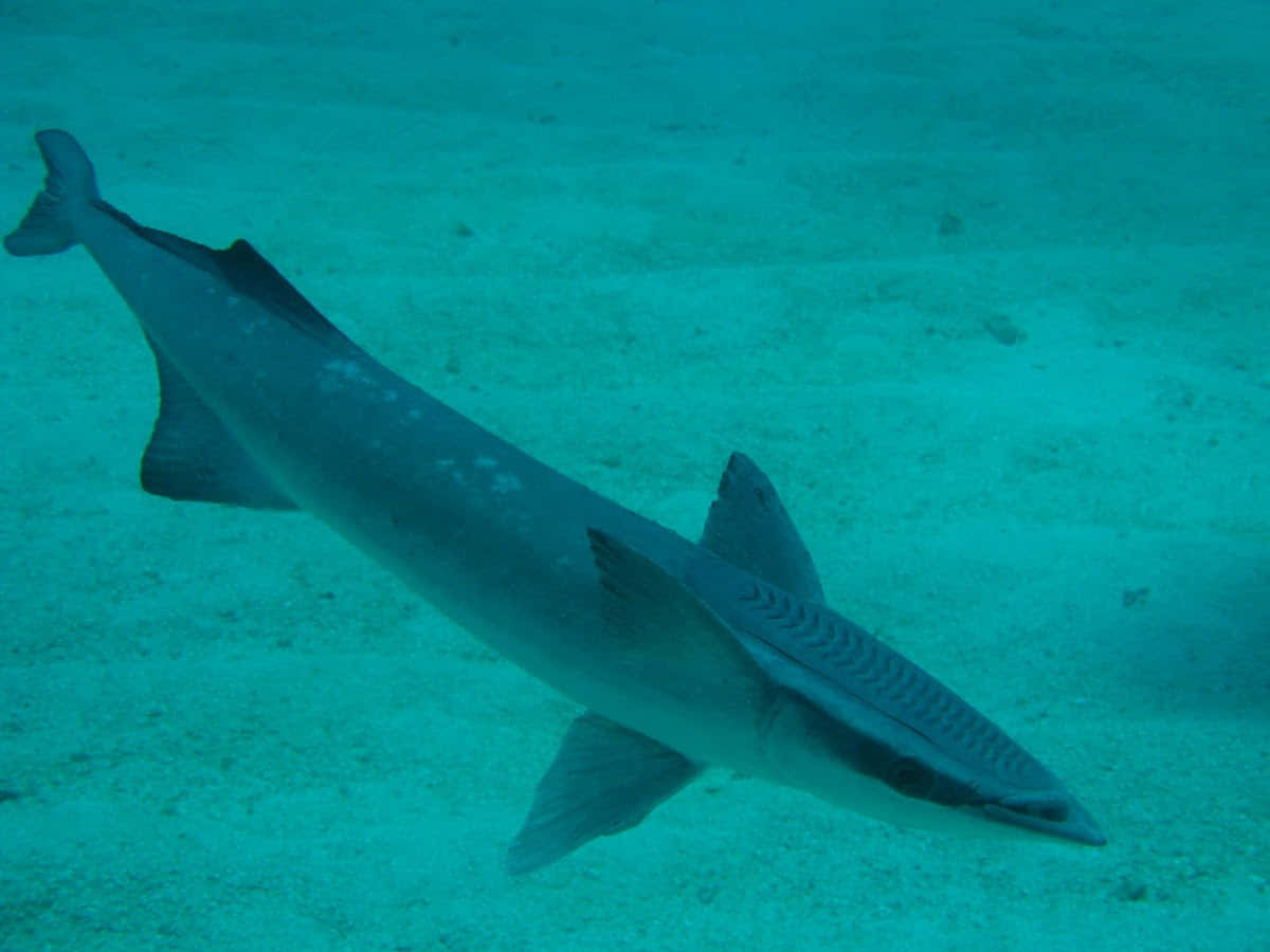 Remora Fish Swimming Underwater.jpg Wallpaper