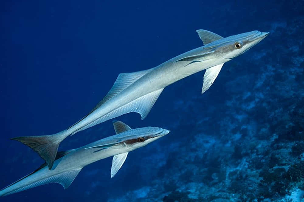 Remora Fish Swimming Underwater.jpg Wallpaper