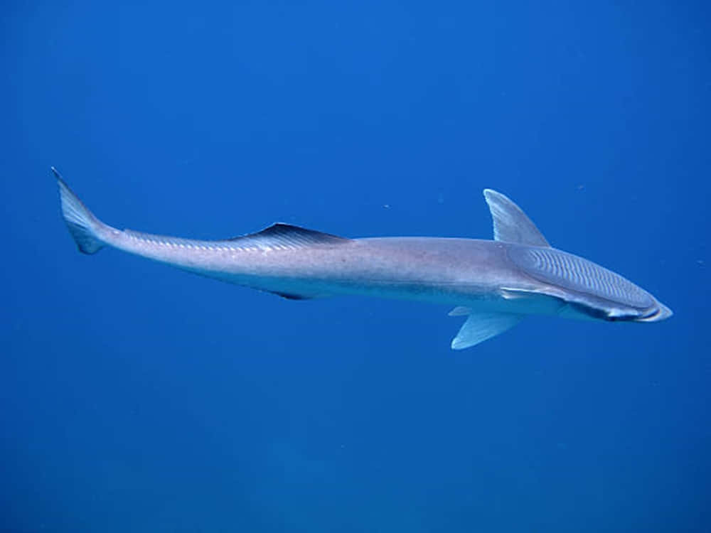 Remora Fish Underwater Photography Wallpaper