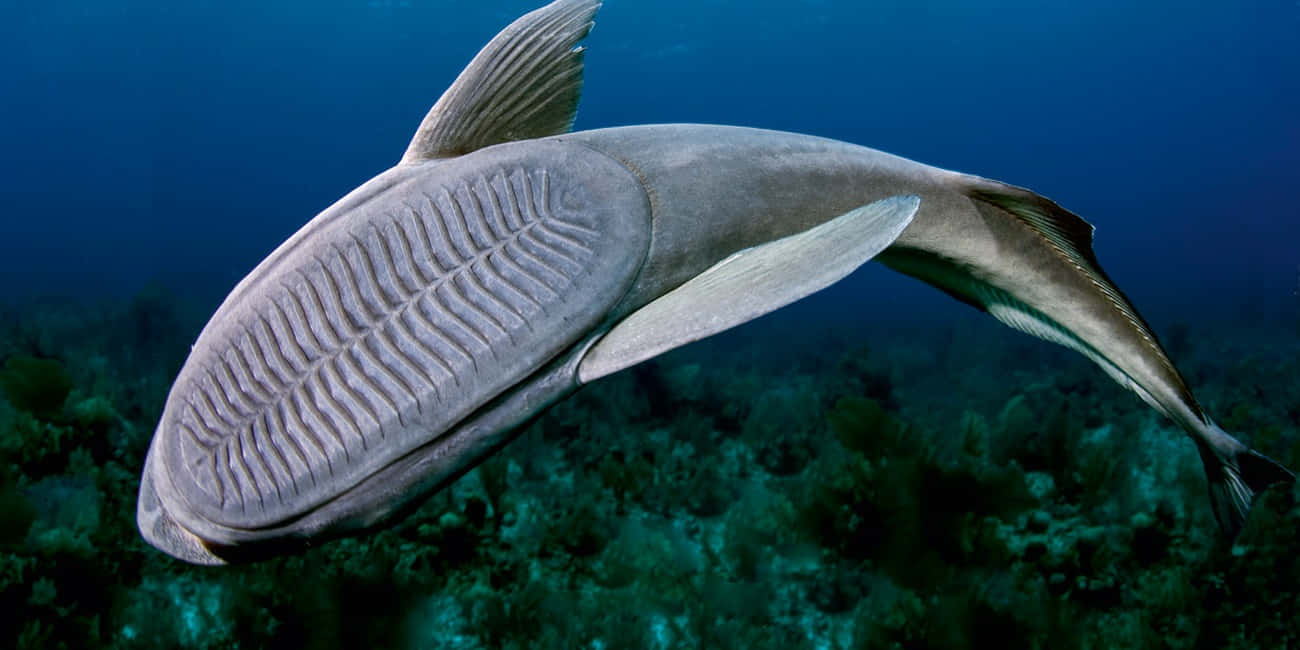 Remora Fish Underwater Photography Wallpaper