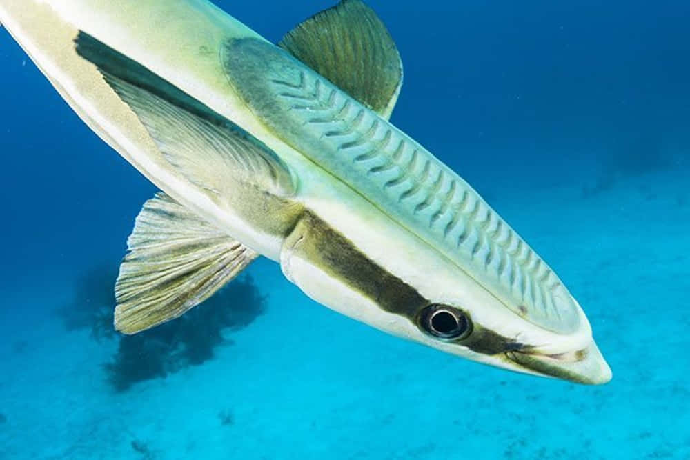 Remora Fish Underwater Photography Wallpaper