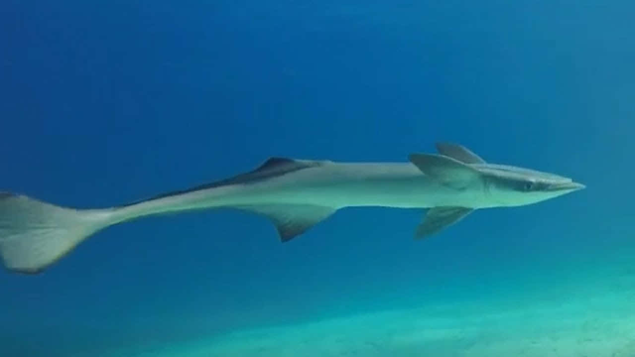 Remora Fish Underwater Swimming.jpg Wallpaper