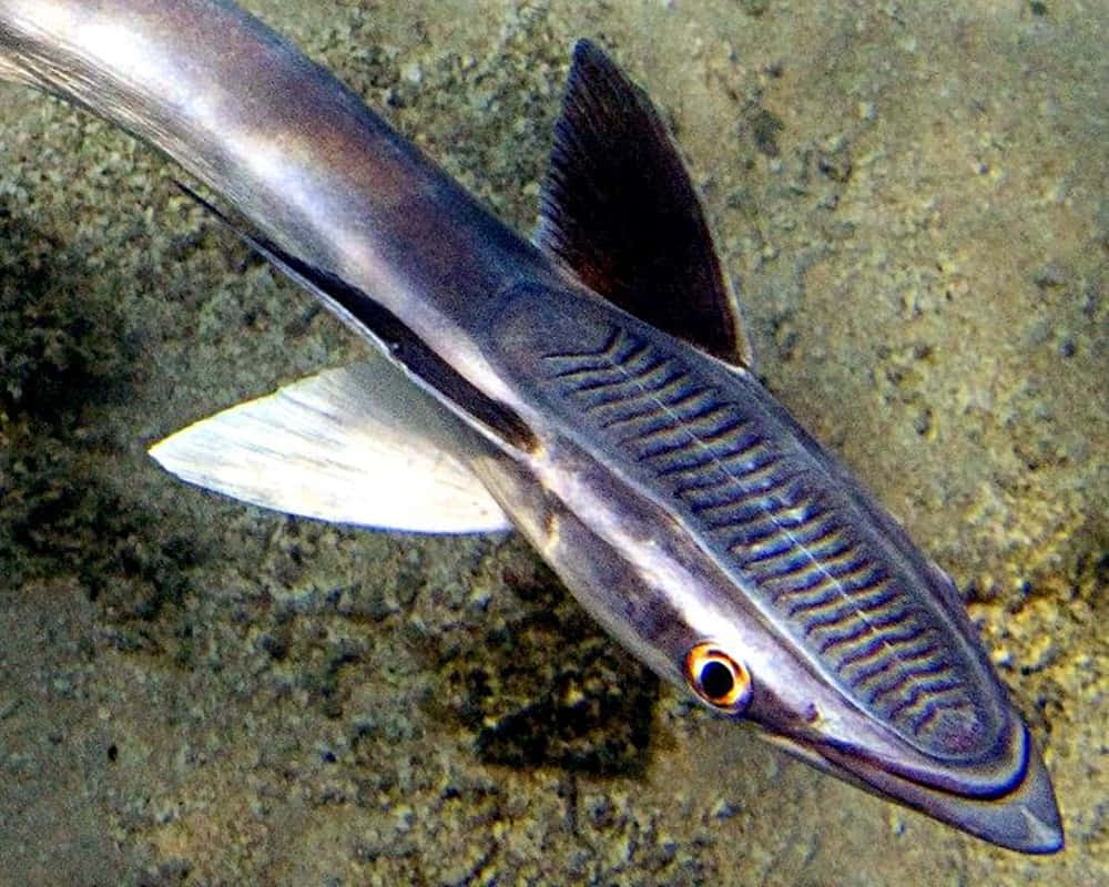 Remora Fish Up Close.jpg Wallpaper