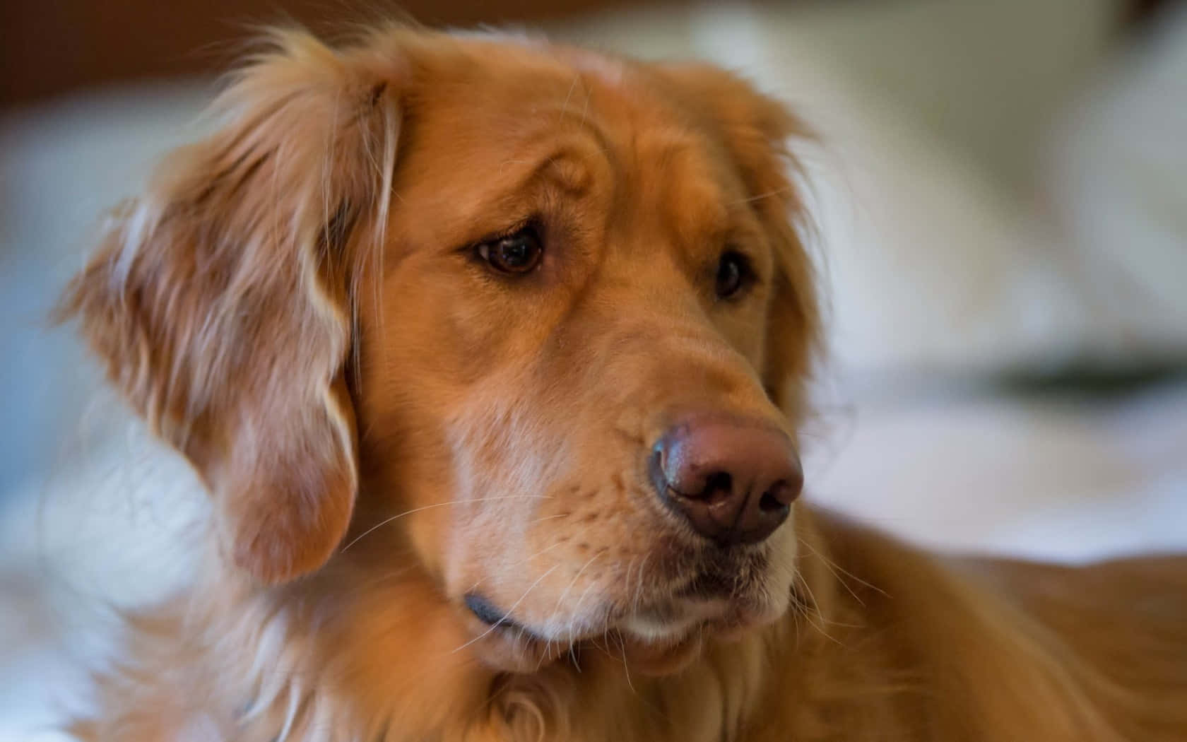 Resilient Sad Dog Gazing In Solitude Wallpaper