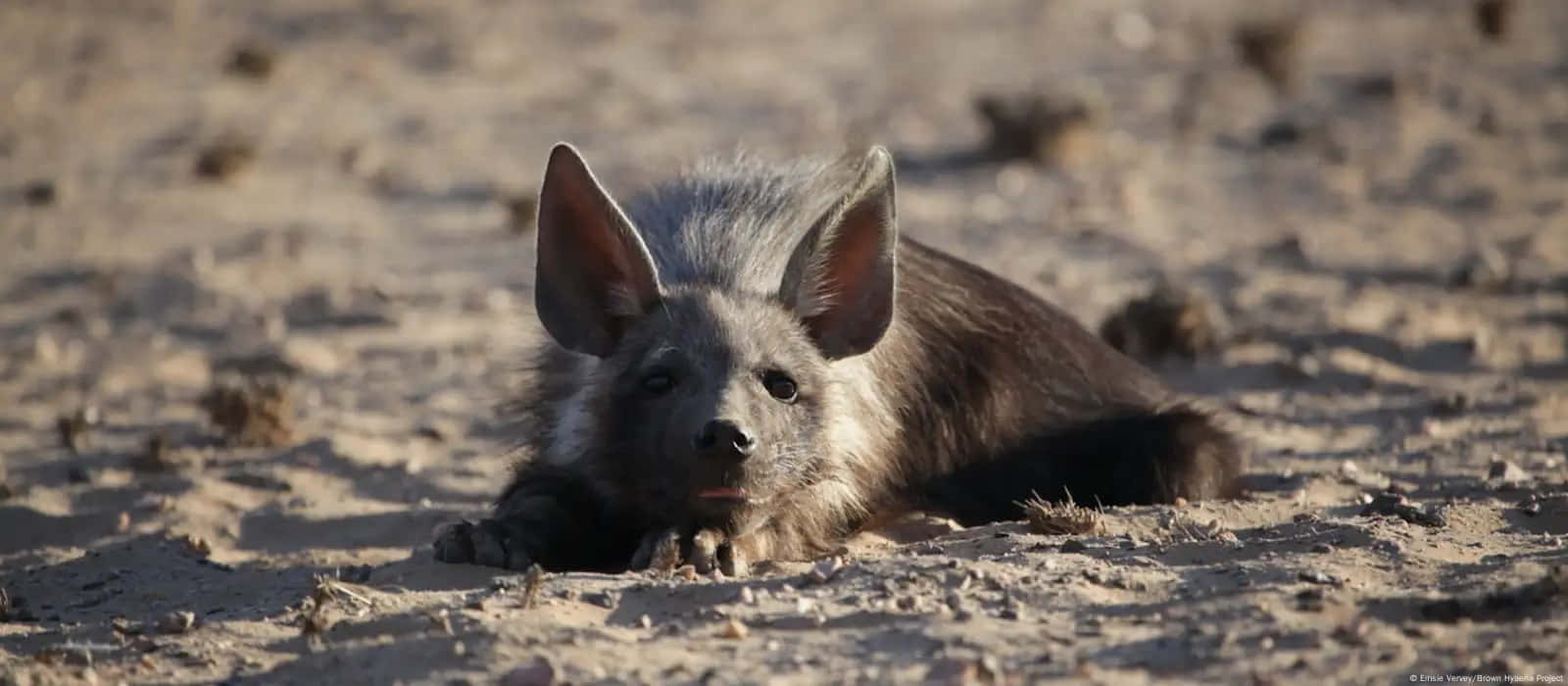 Resting Brown Hyena Sand Wallpaper