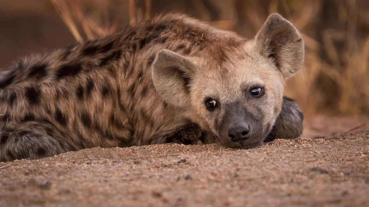 Resting Brown Hyena Wildlife Portrait Wallpaper