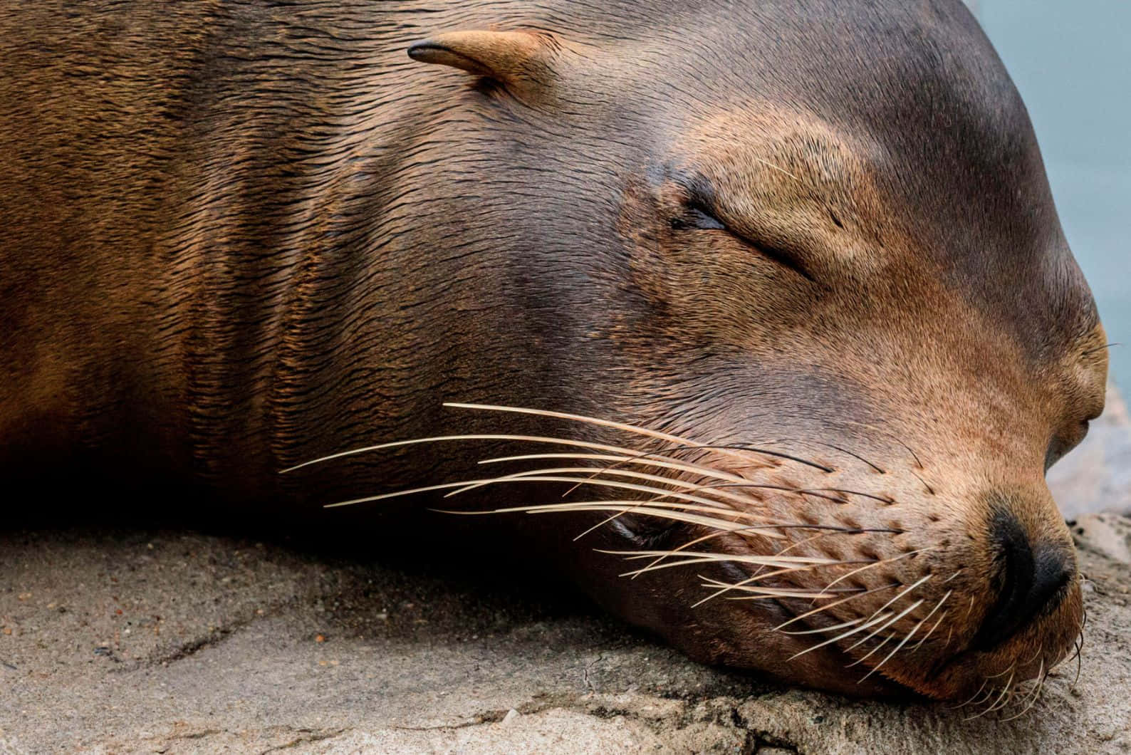 Resting Caspian Seal Closeup.jpg Wallpaper